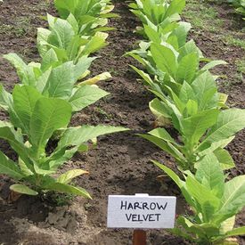 Harrow Velvet, Tobacco Seed